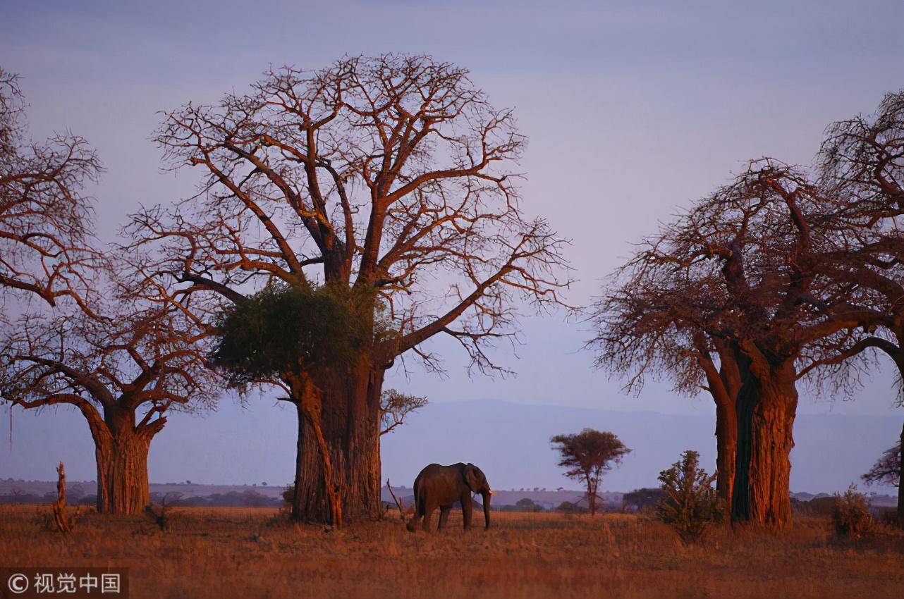 背后又会带来哪些影响_卡尔·林奈_人类_植物