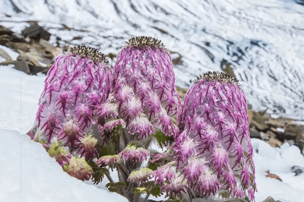 (图为该主播采摘视频截图,并将"水母雪兔子"称为"青藏雪莲花")该主播