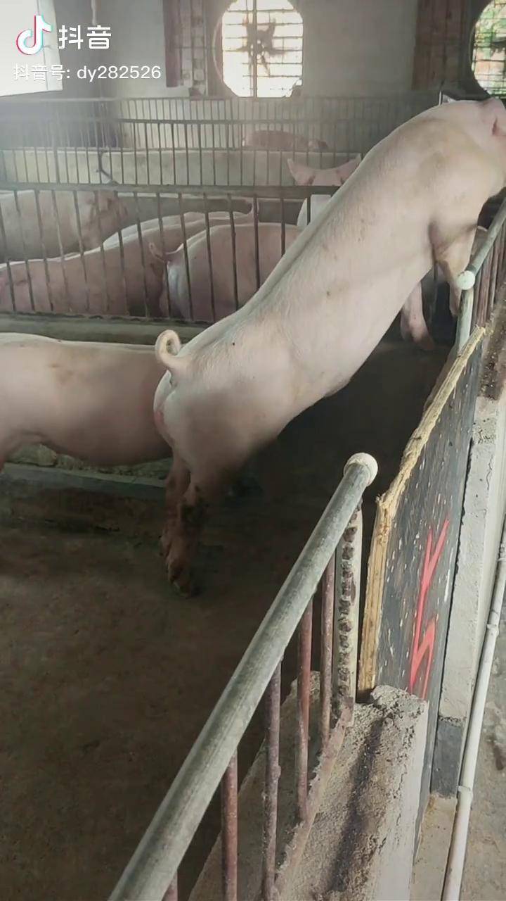 支持全国发货 三农 原种长白种母猪养殖人加油 dou 上热门_长白_母猪
