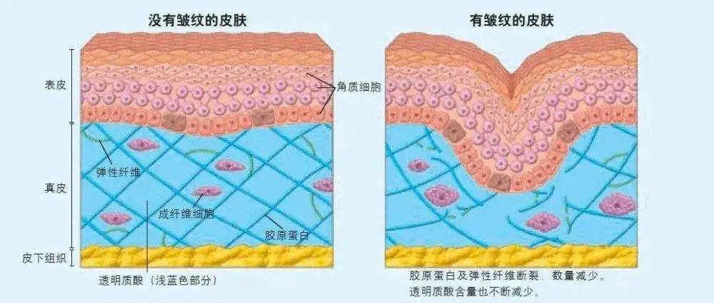 中的一篇综述总结了间充质干细胞