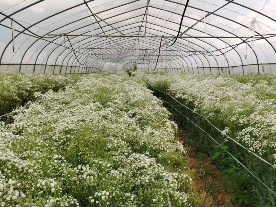 走进营合村满天星种植基地