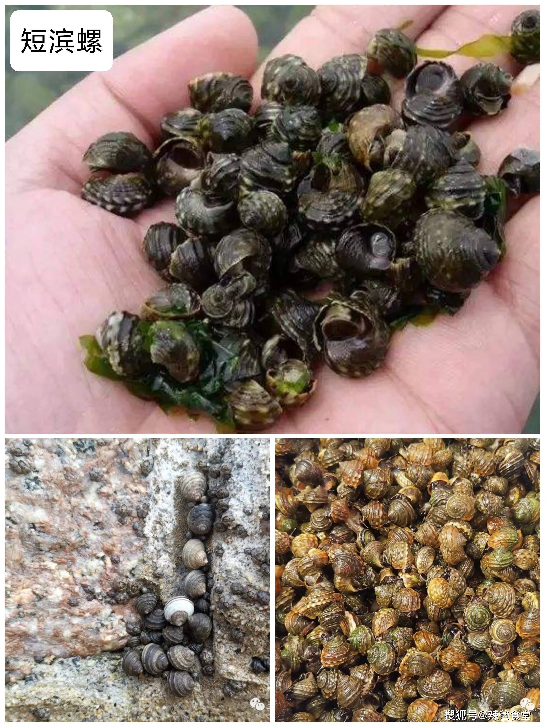 野生鲜活大海螺海鲜新鲜海螺连云港水产品批发生鲜超大贝壳类-阿里巴巴