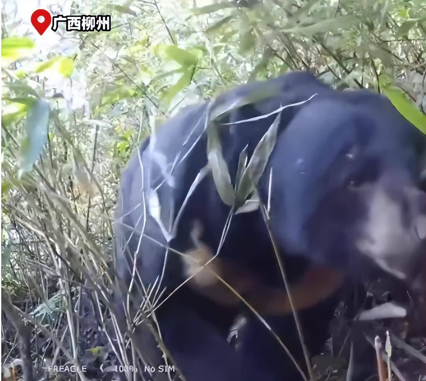广西元宝山有黑熊出没，杀死200斤野猪，野人传闻被推翻？
