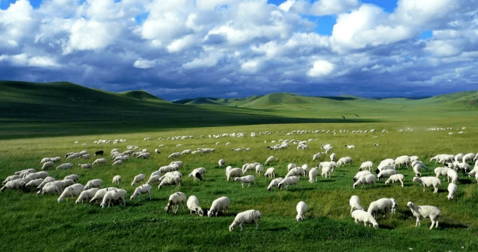 乌拉盖管理区2022年暖季草畜平衡即将开始._草原_单位_规定