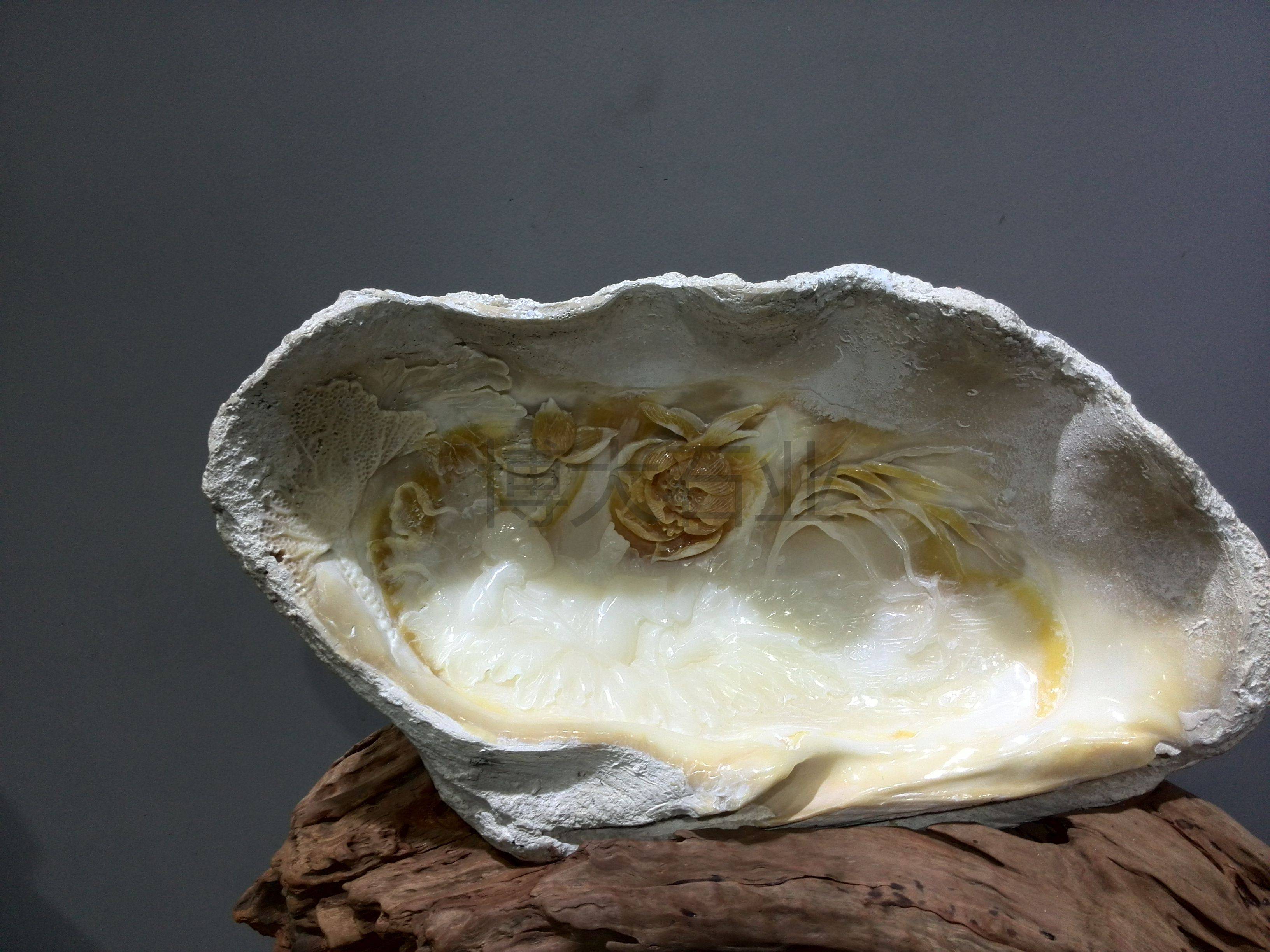 砗磲的魅力在哪里_蛤蜊_什么_深海