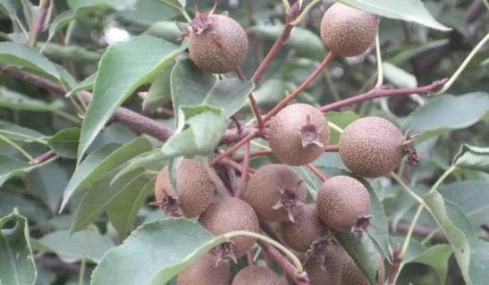 农村不起眼的"狗屎梨",实则浑身都是宝,十一国庆别错过