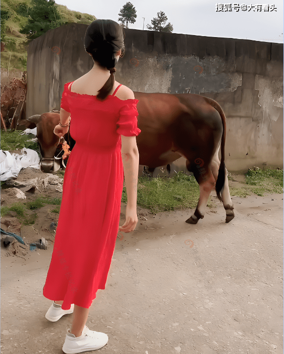 一名身穿鲜红裙子的美女,对着一头跳舞,这头公牛并没有像斗牛一样对