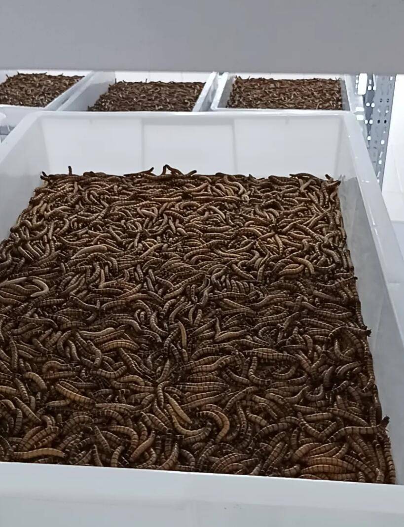云南集森农业科技蛋白虫成虫养殖