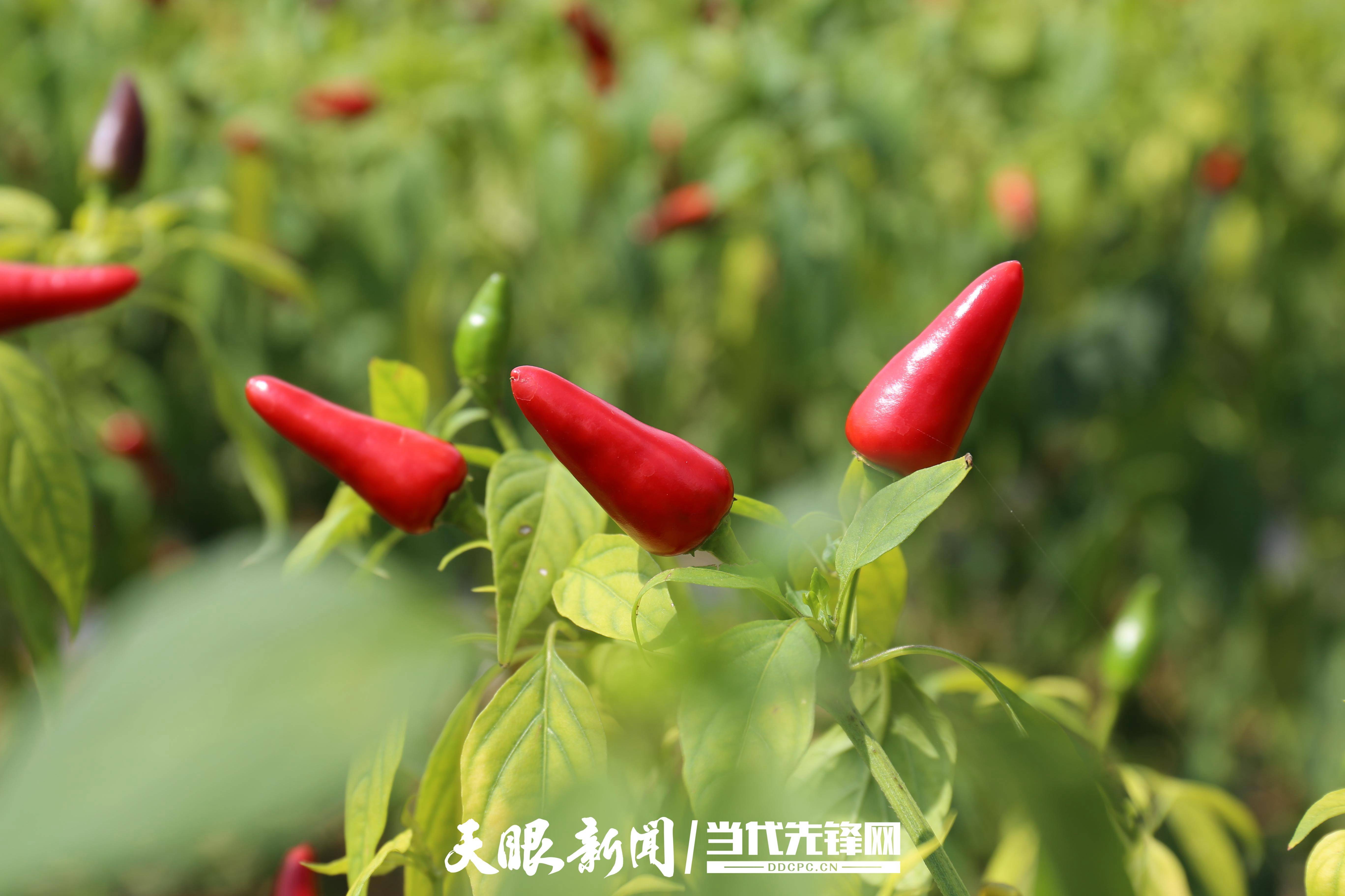 "结合拉平村实际情况,并结合村社合一,今年我村发展了子弹头辣椒