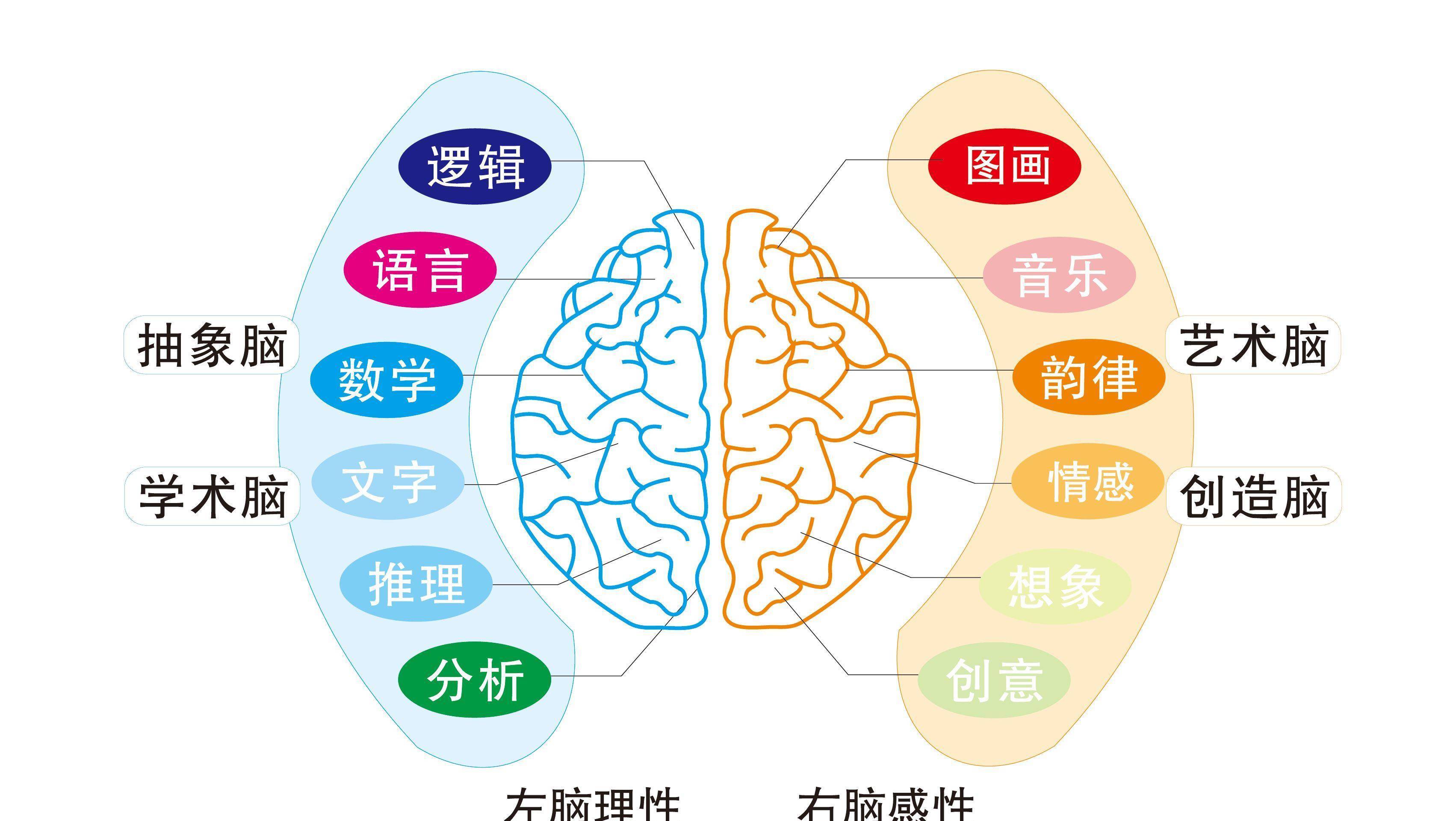 0-6岁是孩子左右脑开发的关键期,因此,我们需要在孩子还是幼儿的时候