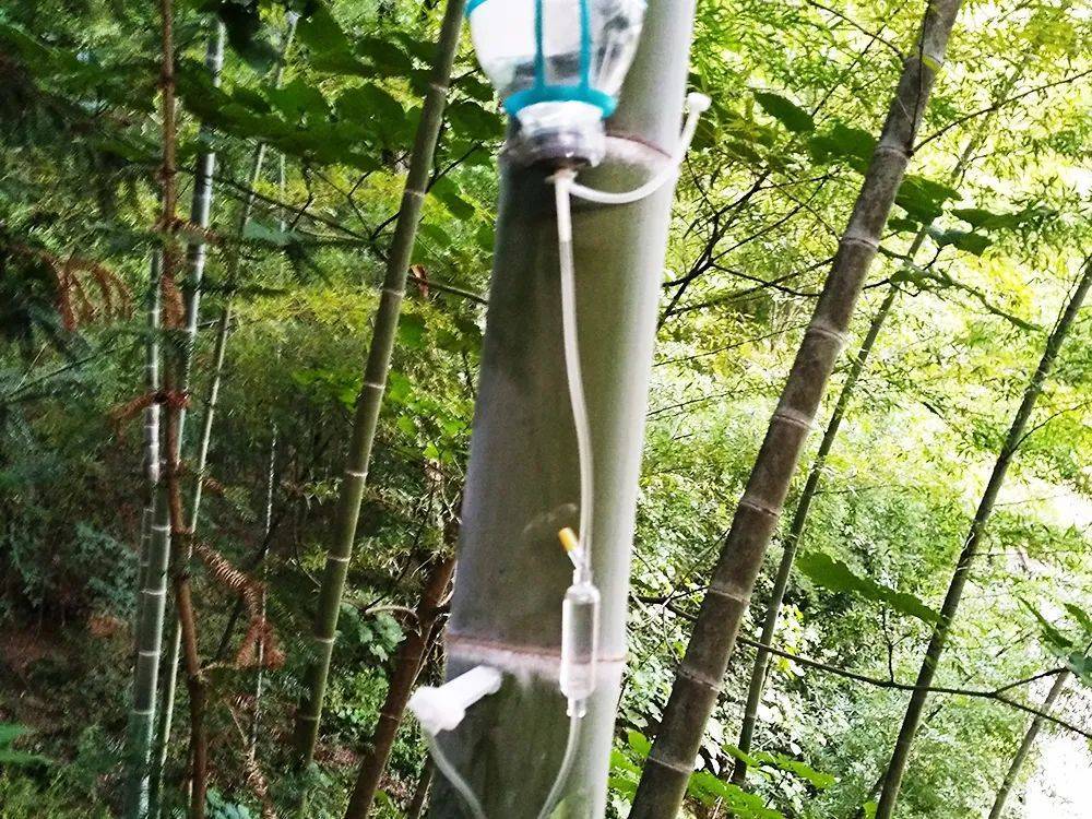 竹中_竹子_酿造