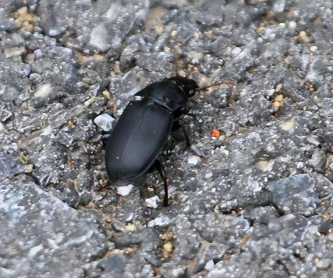 是中华婪步甲?该如何应对?_因为_害虫_益虫