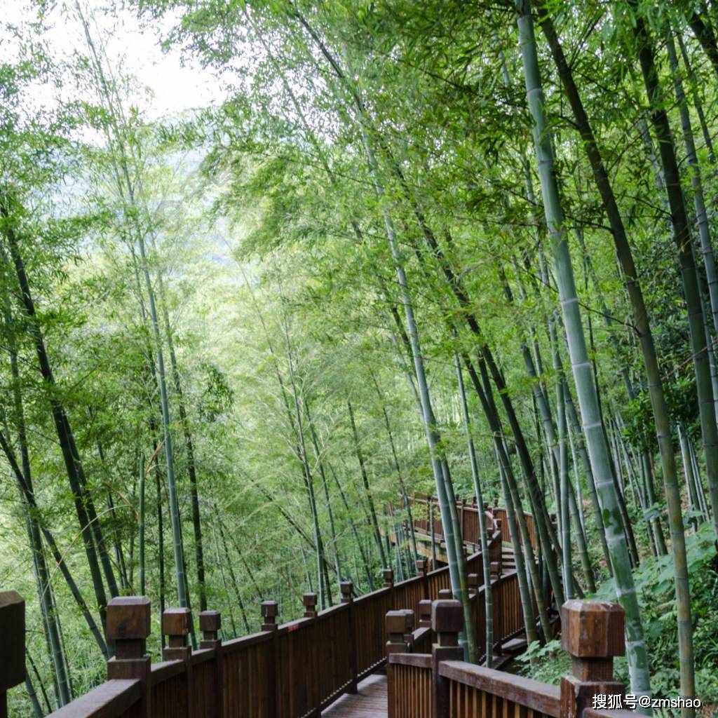 宜兴竹海图片_宜兴_图片