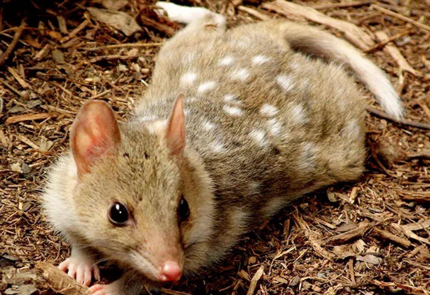 动物繁衍后代有多拼?