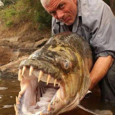 养鱼人的表情包,养鱼真香!这些表情您都看过吗?惠存!