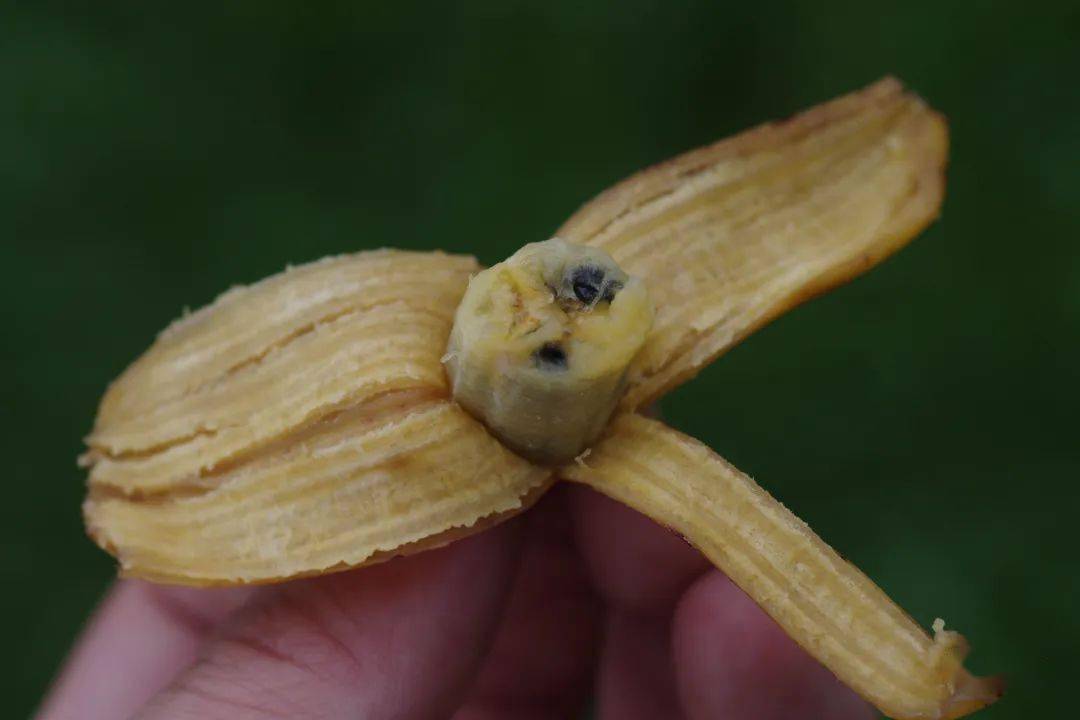 吃了这么多年香蕉和芭蕉,我还是分不清它们_市场_品种_火龙