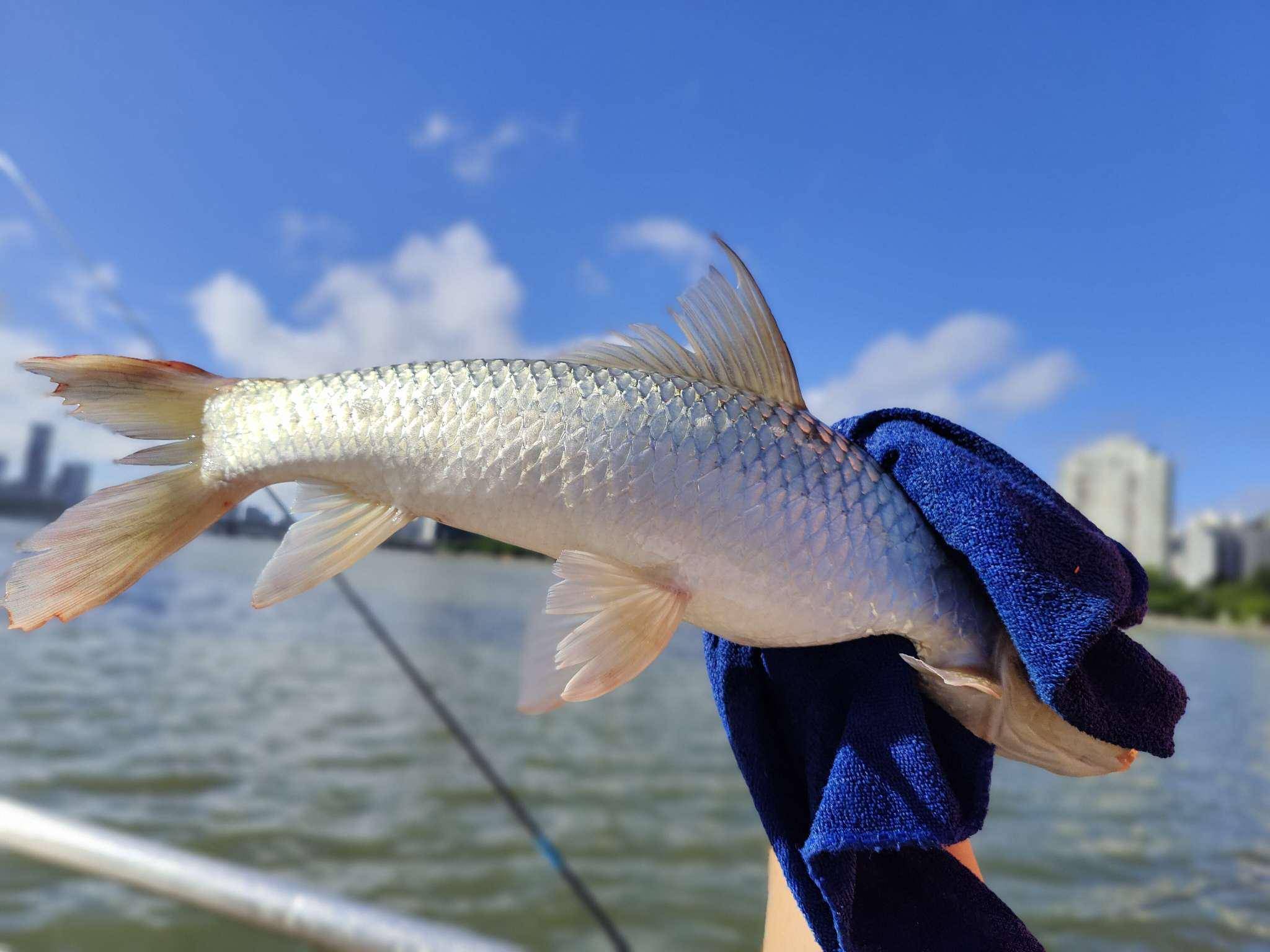 「8月鱼获」羡煞旁观钓友!大鱼翻飞的感觉就是爽