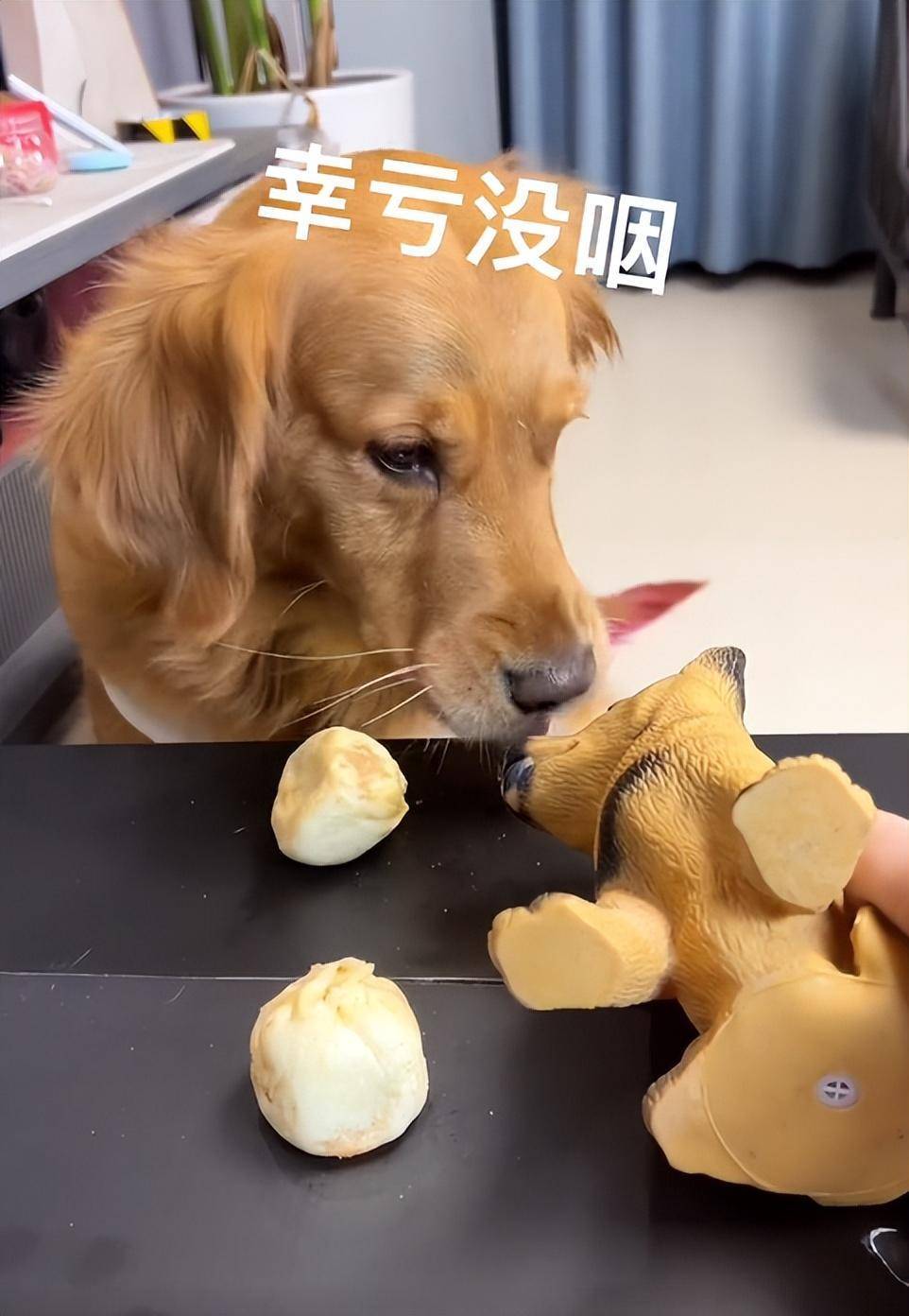 金毛翠花:全网"最像人"的狗子,为了吃到猪肉每天操碎了心_主人_网友