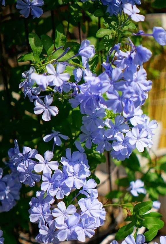 蓝雪花能从5月份开到10月份,开花久,花量大,也适合窗台或阳台养,蓝色