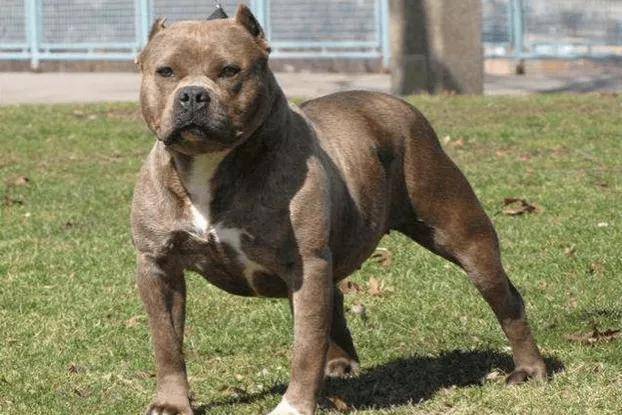 如果把20只比特犬放进非洲大草原里能活一星期吗?你怎么看?