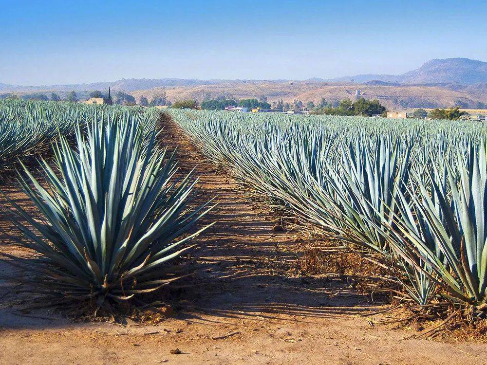 长得像剑麻,果实重达200多斤,种12年才收获,用它酿酒是世界一绝_龙舌