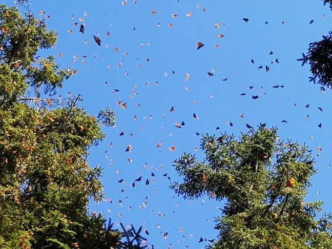 蝴蝶为什么会聚在一起？云南奇景成千上万只蝴蝶在飞舞。