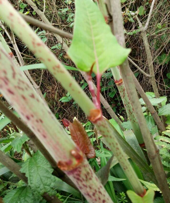 小时候在农村玩过的"酸汤杆",现在想想还有点怀恋_杆子_治疗_酸味