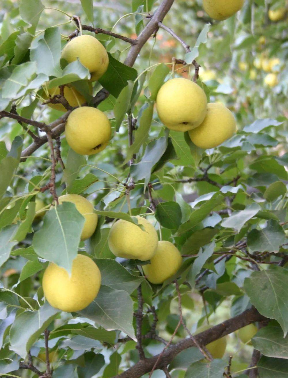 大庙香水梨无论是炒驴肉还是烩驴肉,大多都是切成片状.