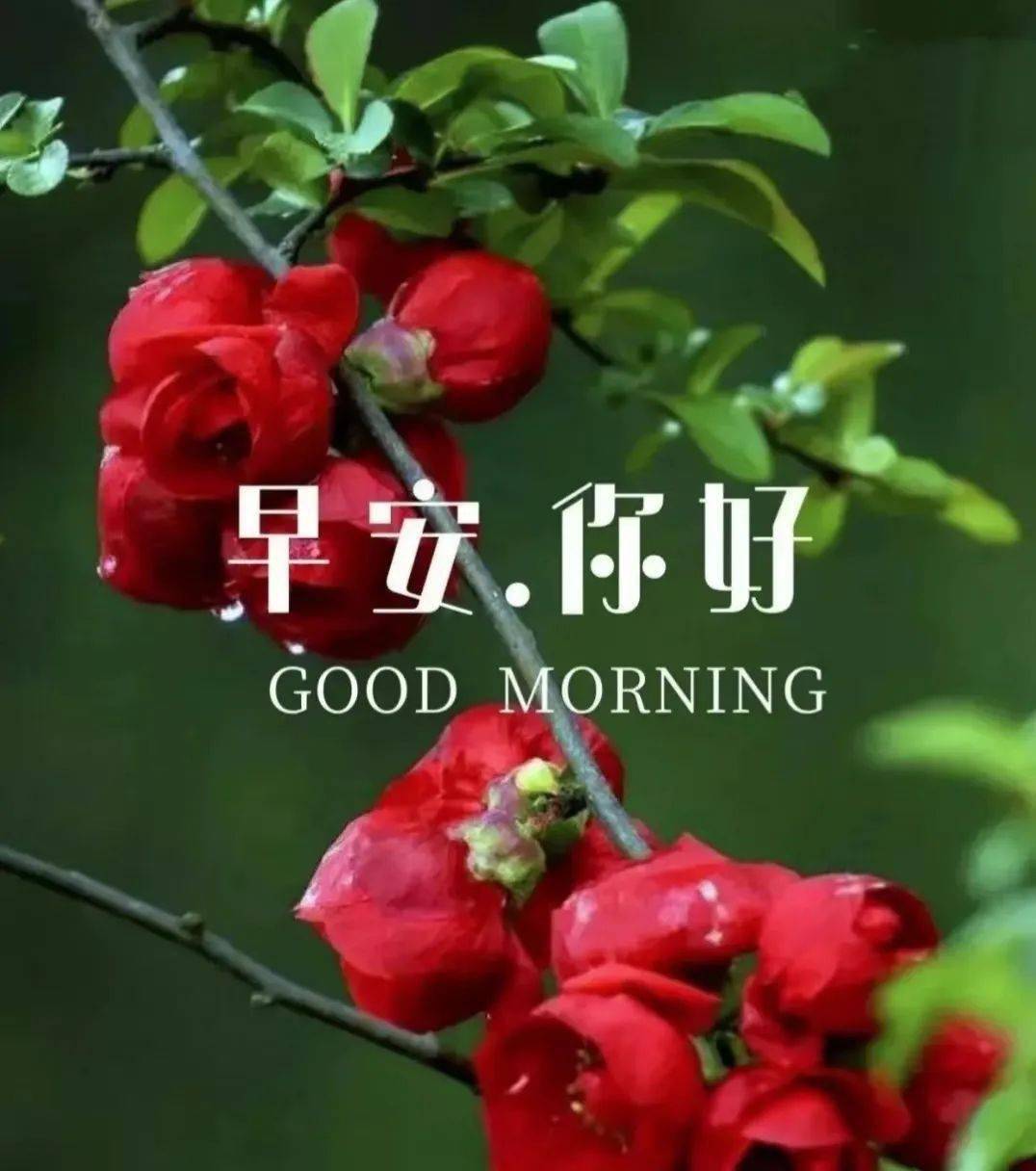 【早安馨语】花是牡丹美,人是朋友亲;无论远与近,总是心连心_问候