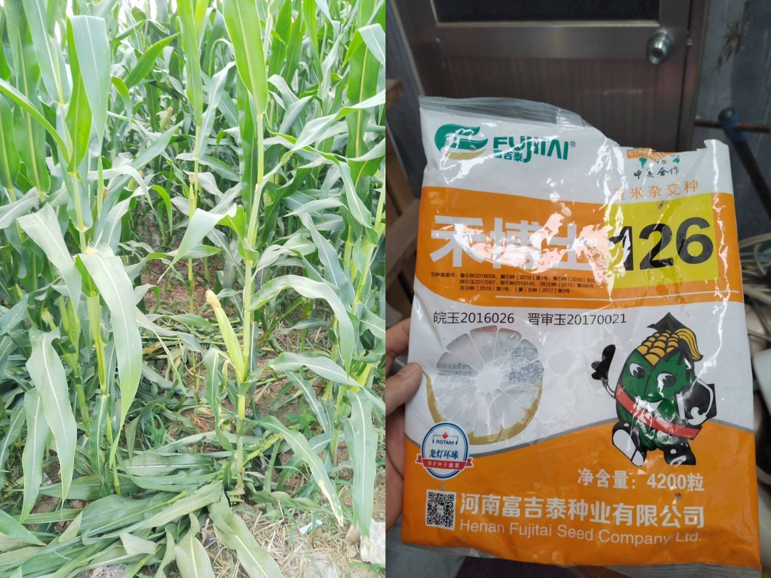 种玉米不结籽,怀疑是种子问题,厂家:可能是高温导致