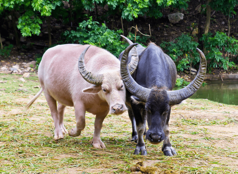 但是这只粉红色的小水牛看起来真的不像是农作物的材料