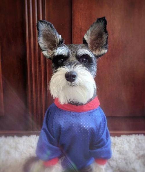 盘点狗狗的那些 奇葩外号 网友 笑掉大牙了 泰迪 泰日天 萨摩耶