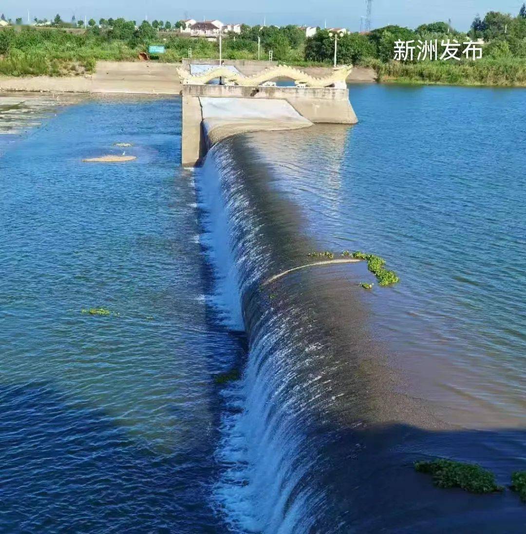 在举水河橡胶坝段,充盈的河水经过调控正在流经坝体.