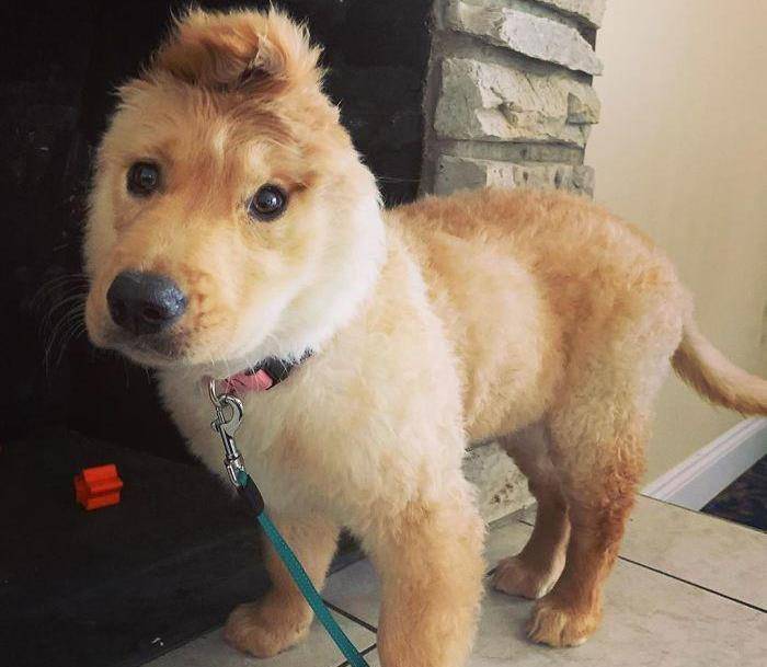 每天一个小造型,成功就是这么朴实无华_发型_耳朵_狗头