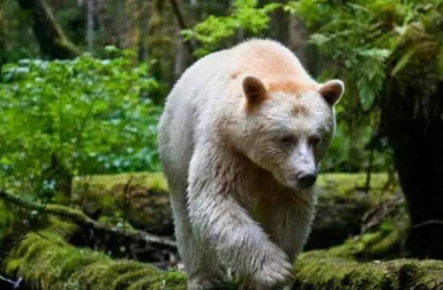 白化病棕熊图片