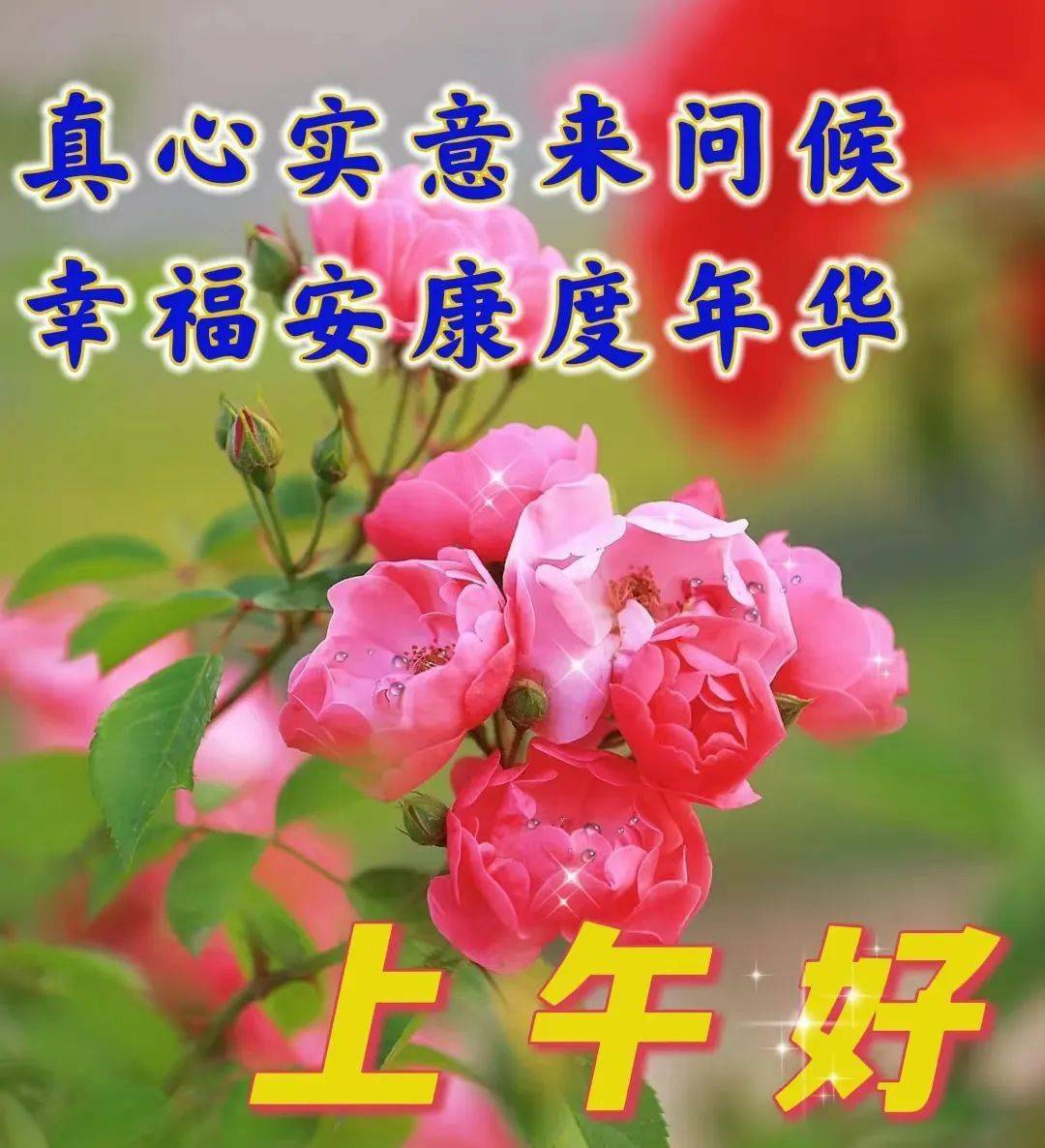 祝福花卉大全图片图片