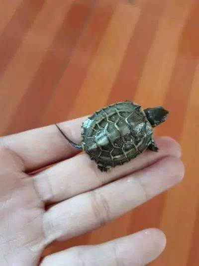 三实验作业|初一暑假生物作业——巴西龟宝宝成长记!_世界_生命_环境