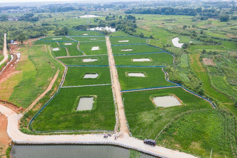 宿松县高岭乡:"稻鳖共养"蹚出致富新路_青云村_水稻_农户