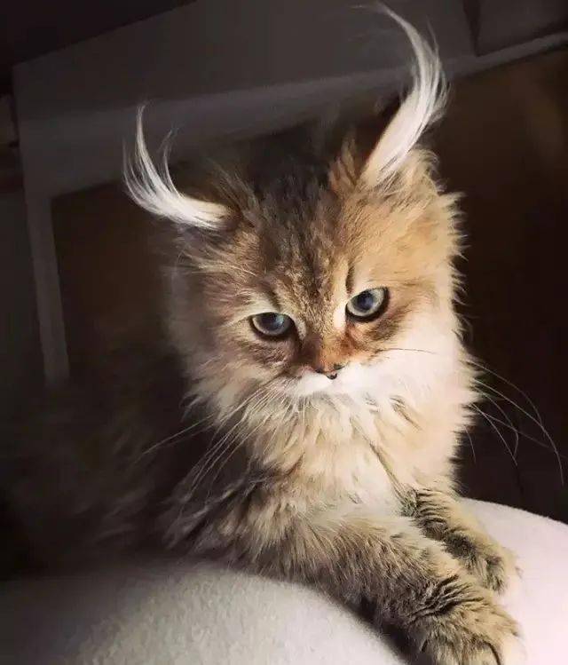 cutie长了一对逼真的羚羊角这是一只会催眠的小猫,眼睛深邃捉摸不清这