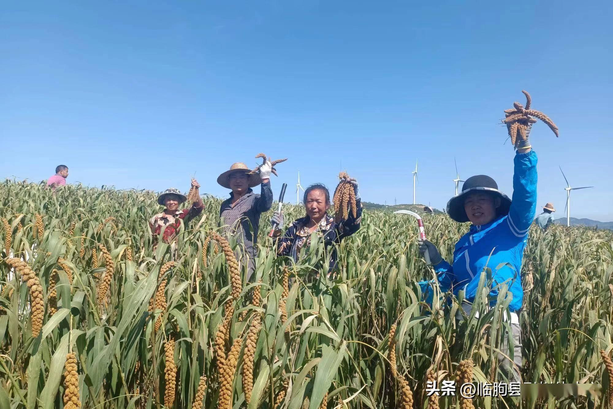 夺取双胜利 | 临朐县九山小米获丰收 农民笑开颜_九山镇_村民_谷田