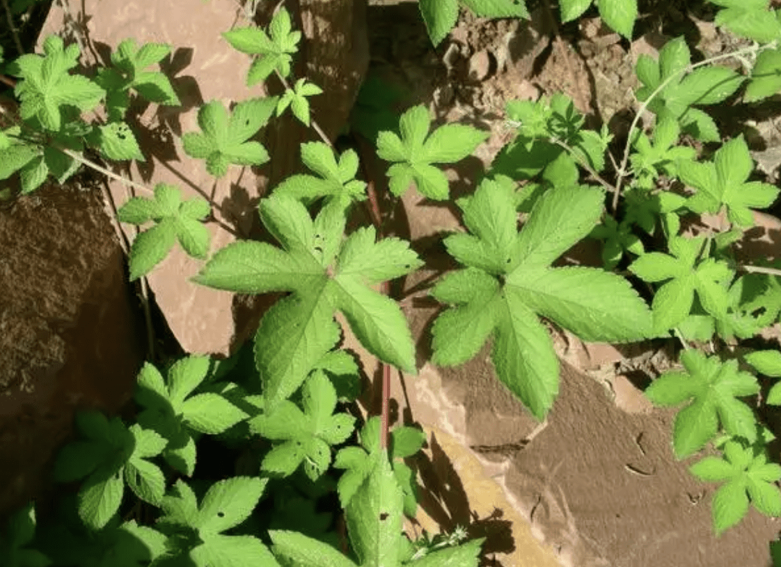 农村有1种葎草,浑身是刺,殊不知能榨油,制肥皂,珍贵