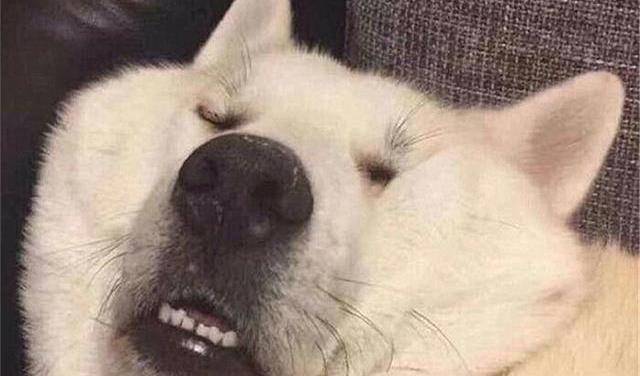 为了赶走季节性抑郁症,主人快带爱犬去晒太阳_狗狗_光照_情绪