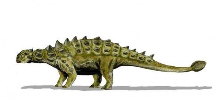 新发现的甲龙物种拥有与其他物种不同的奇异"盔甲"_肋骨_融合_恐龙