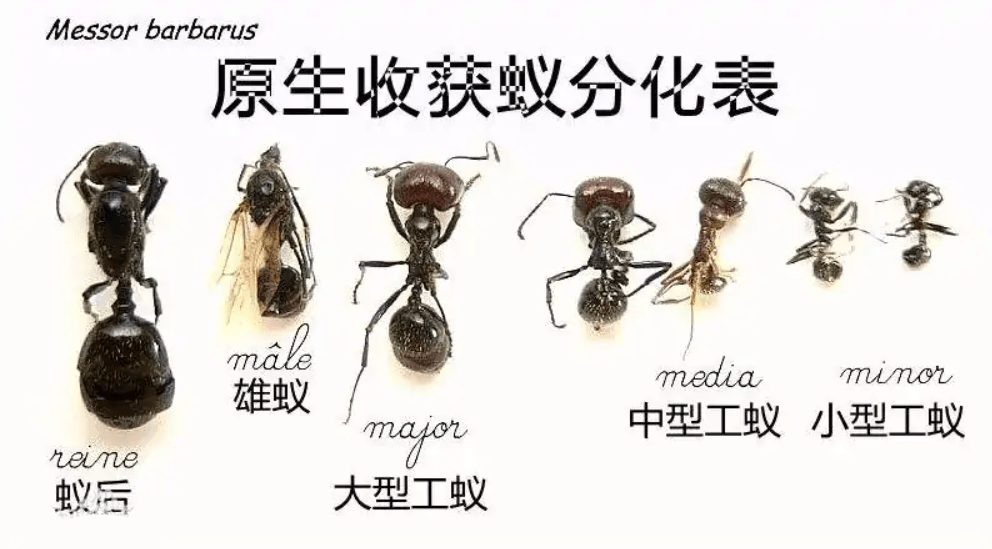 上海海关查获300只野蛮收获蚁,竟每只都单独分装,它有何危害?