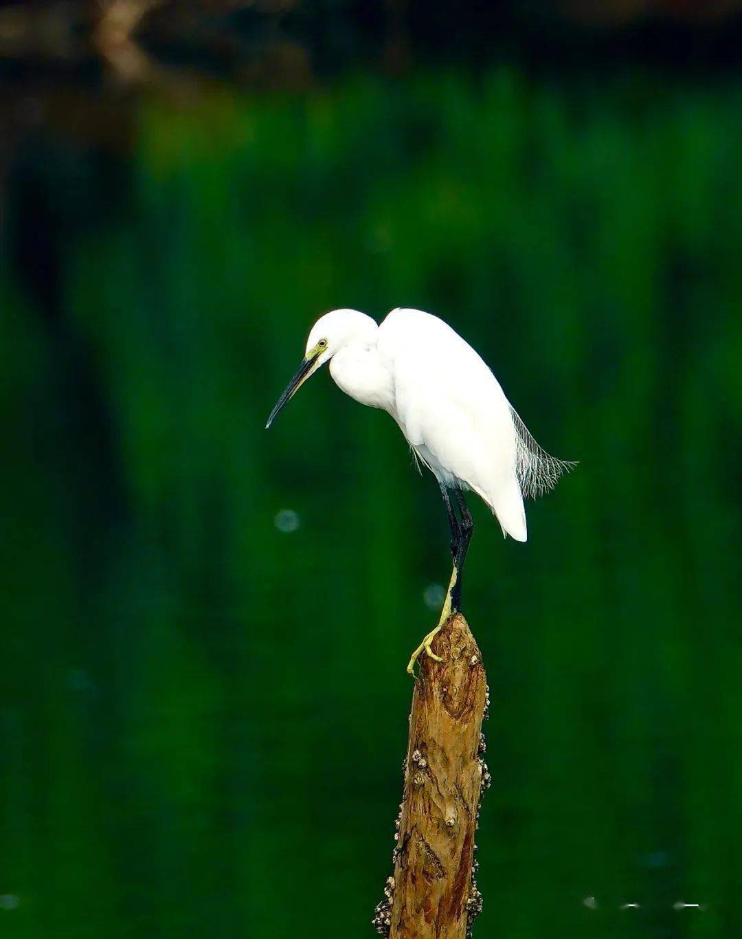 意思是说,白鹭伫立于雪中,愚钝的人仅能看到白鹭,自以为聪明的人说