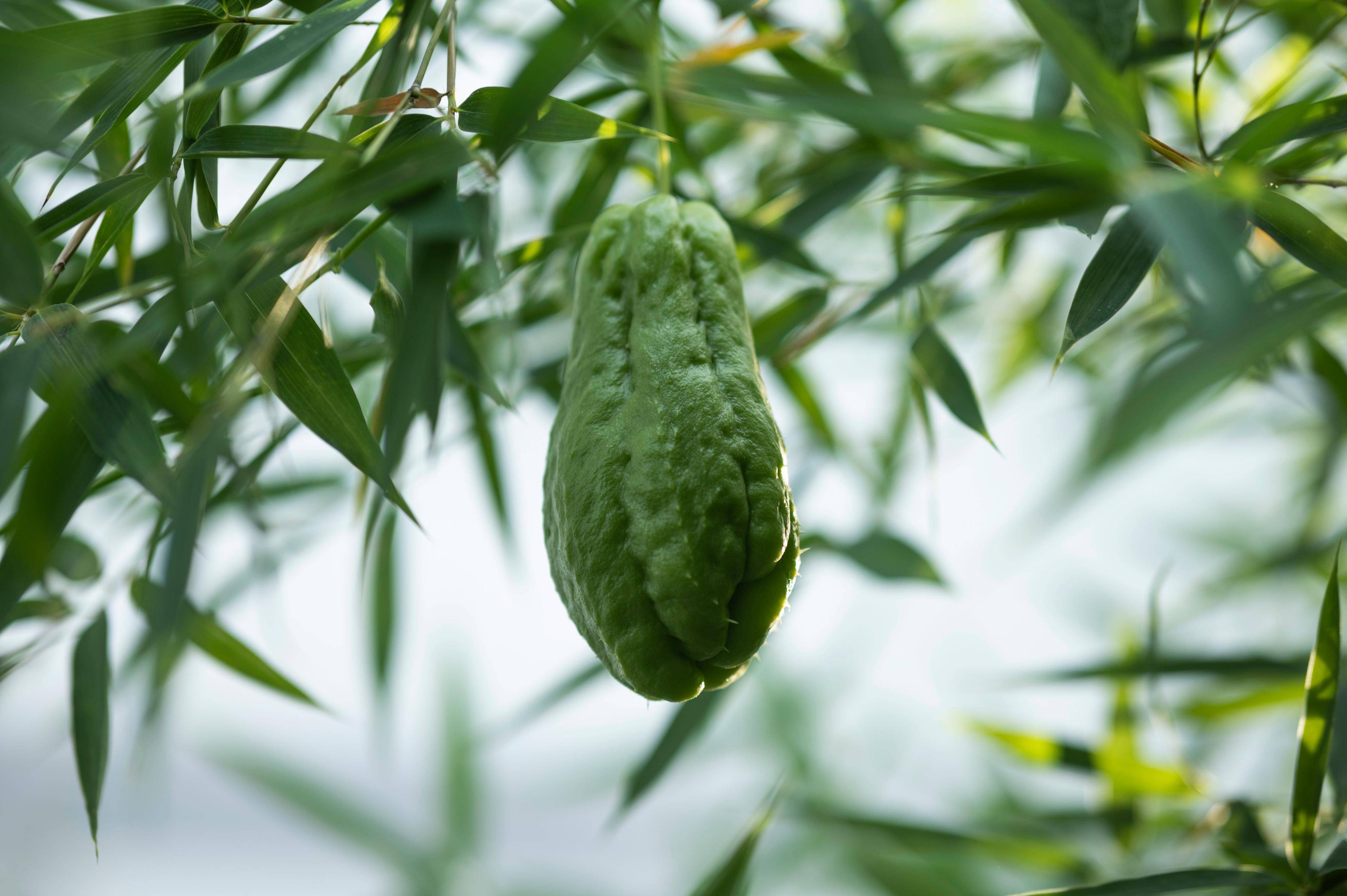 舌尖上的佛手瓜,種一株就能讓你吃到怕,城裡人卻把它當做寶_阿姨_安順