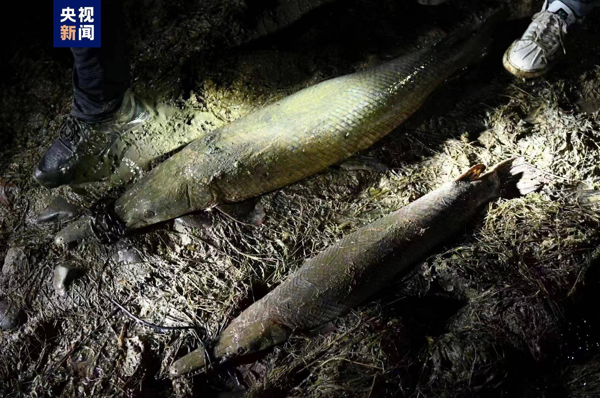 河南汝州“怪鱼”被捕：一雌一雄，抽水至捕捞上岸耗时近一月