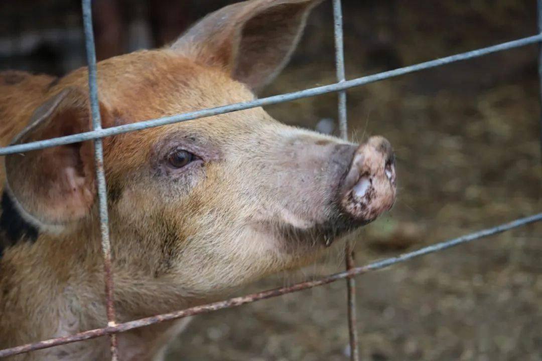 8月底一般被認為是豬肉消費的轉折點,隨著旺季來臨,終端豬肉消費有所