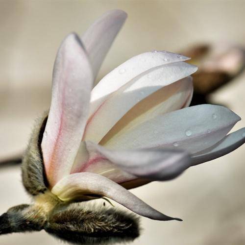 微信头像漂亮花朵好看的高清玉兰花图片