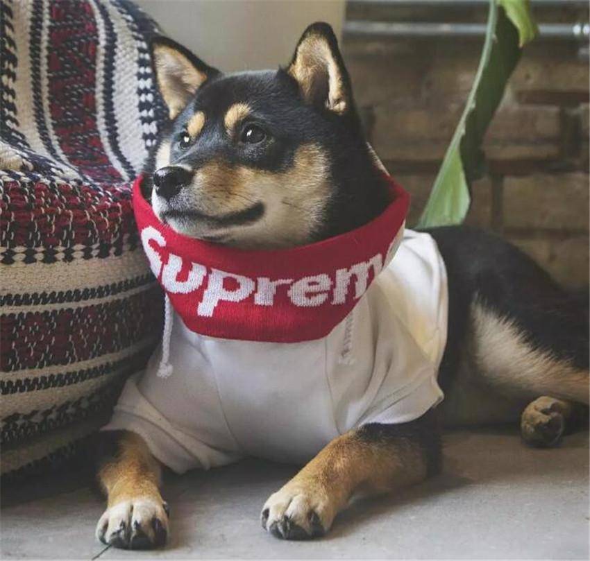 supreme的盔甲太可爱了,求定制电话_dachi_狗狗_主人